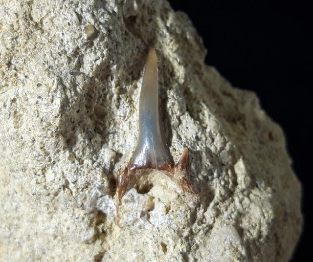 cf. Araloselachus cuspidatus (AGASSIZ 1843) - Bild © FossNet FossilienStore